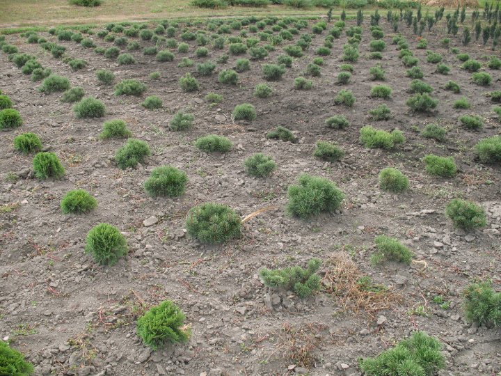 Pinus Mugo Pumilio
